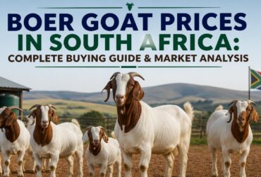 Boer Goat Prices in South Africa: Complete Buying Guide & Market Analysis