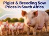Piglet & Breeding Sow Prices in South Africa Piglet & Breeding Sow Prices in South Africa
